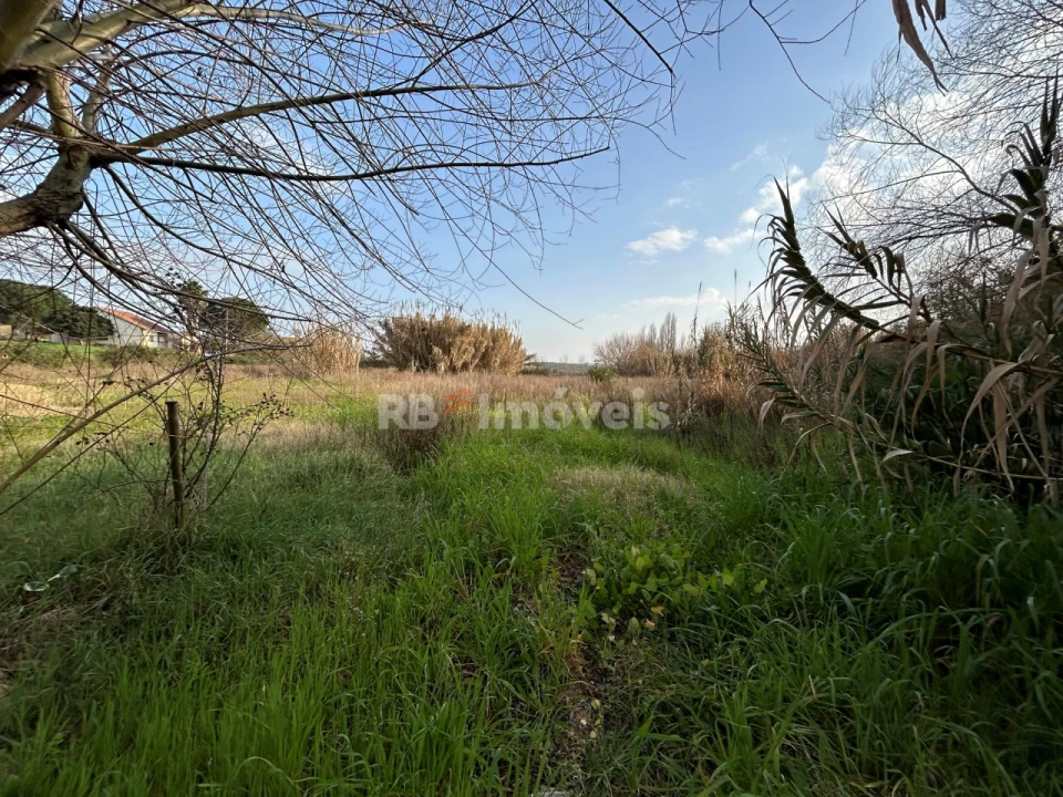 Terreno Agricola ou Rústico para Venda em São João Baptista e Santa Maria dos Olivais Foto 8