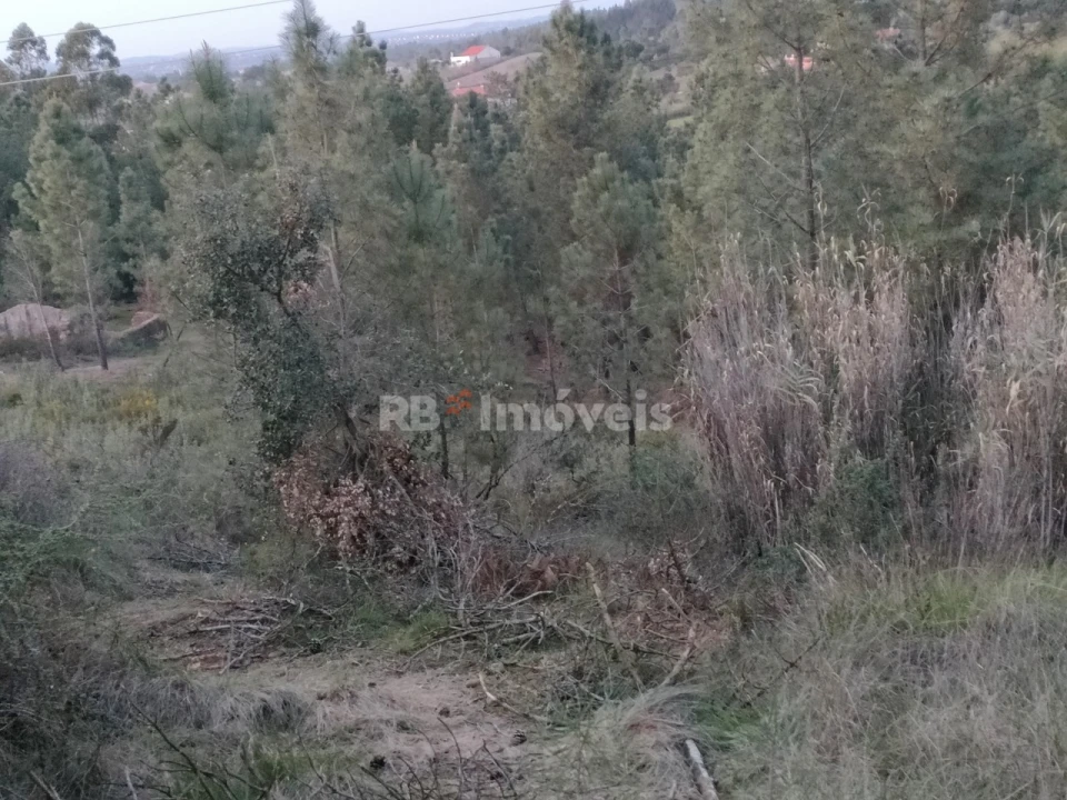 Terreno Agricola ou Rústico para Venda em São Pedro de Tomar Foto 15