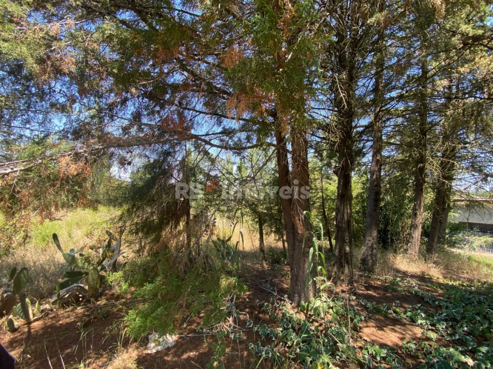 Terreno Agricola ou Rústico para Venda em São Pedro de Tomar Foto 3