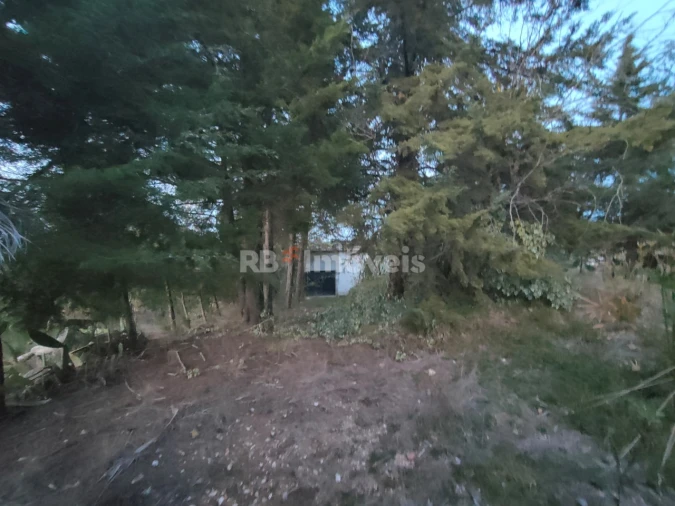 Terreno Agricola ou Rústico para Venda em São Pedro de Tomar Foto 11