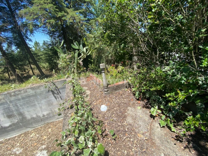 Terreno Agricola ou Rústico para Venda em São Pedro de Tomar Foto 7