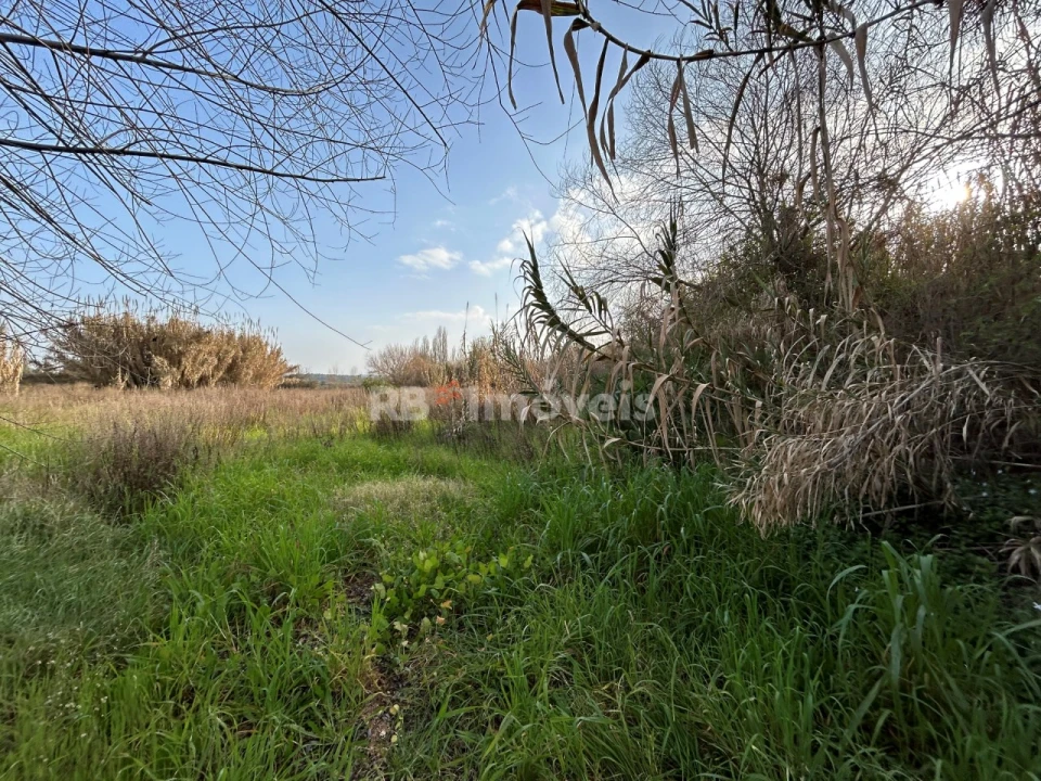 Terreno Agricola ou Rústico para Arrendamento em São João Baptista e Santa Maria dos Olivais Foto 7