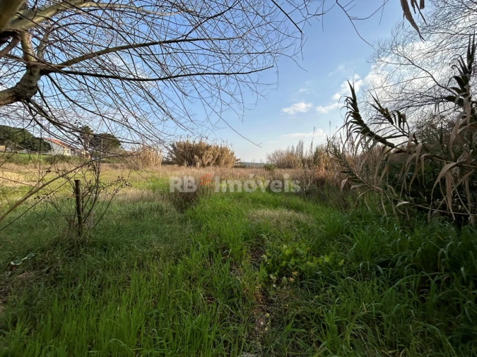 Terreno Agricola ou Rústico para Arrendamento em São João Baptista e Santa Maria dos Olivais Foto 8