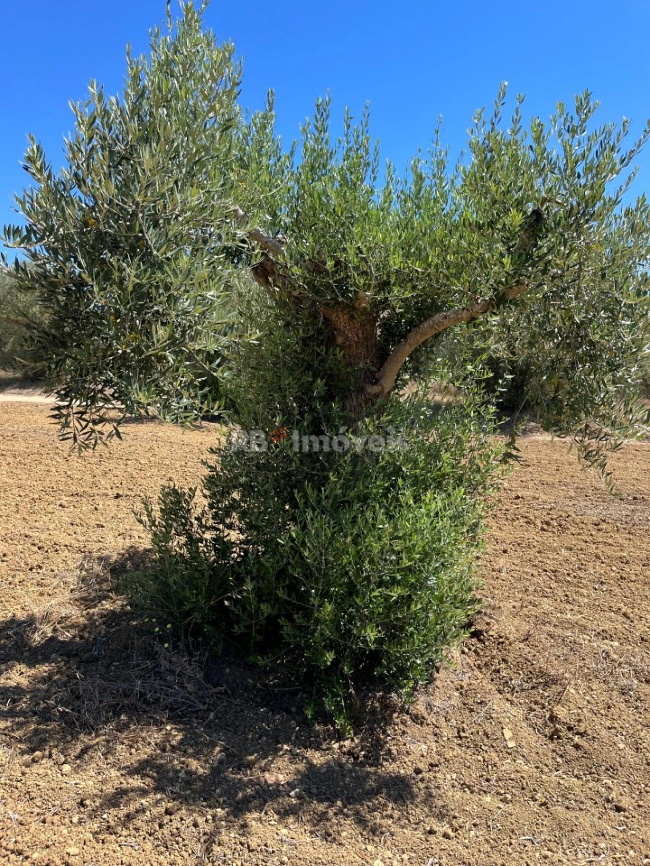 Terreno Agricola ou Rústico para Venda em Paialvo Foto 2