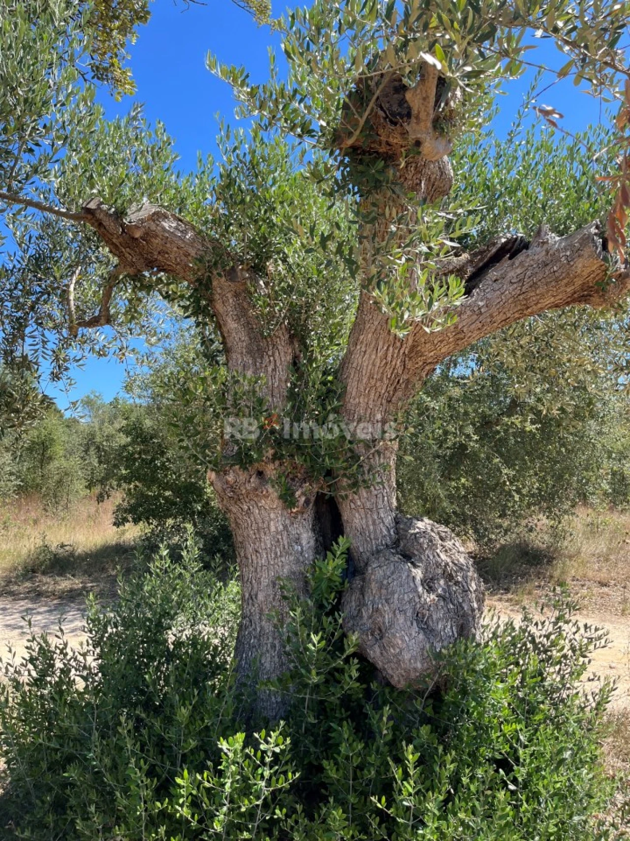 Terreno Agricola ou Rústico para Venda em Paialvo Foto 4