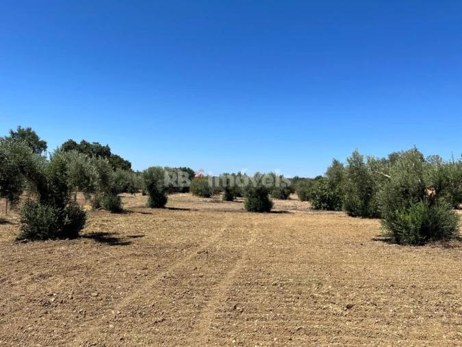 Terreno Agricola ou Rústico para Venda em Paialvo
