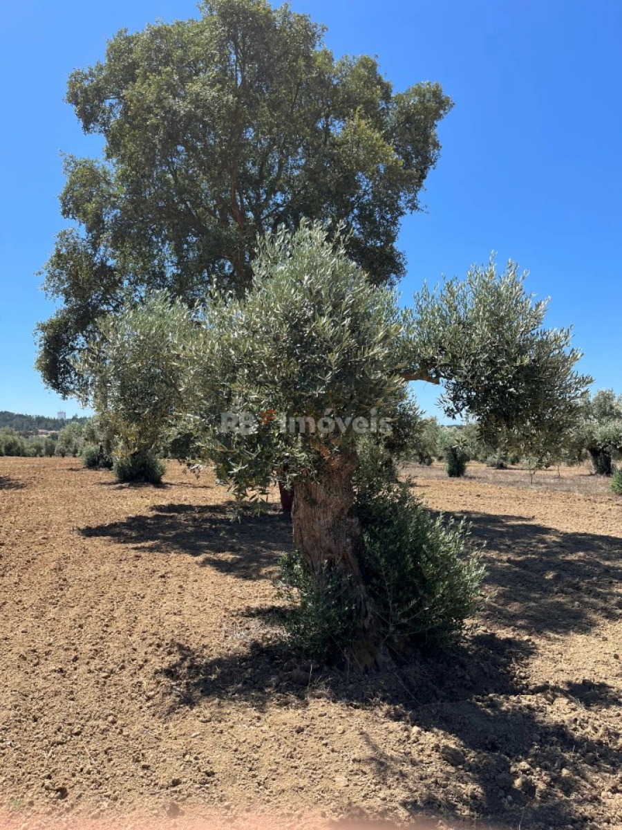 Terreno Agricola ou Rústico para Venda em Paialvo Foto 3