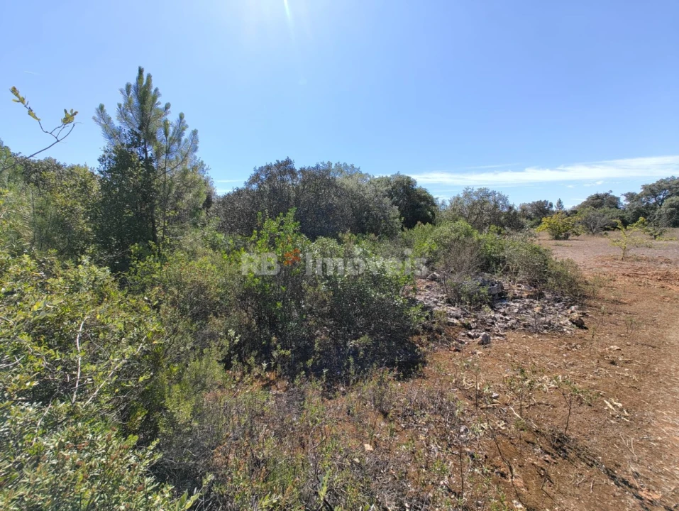 Terreno Agricola ou Rústico para Venda em Zibreira Foto 7