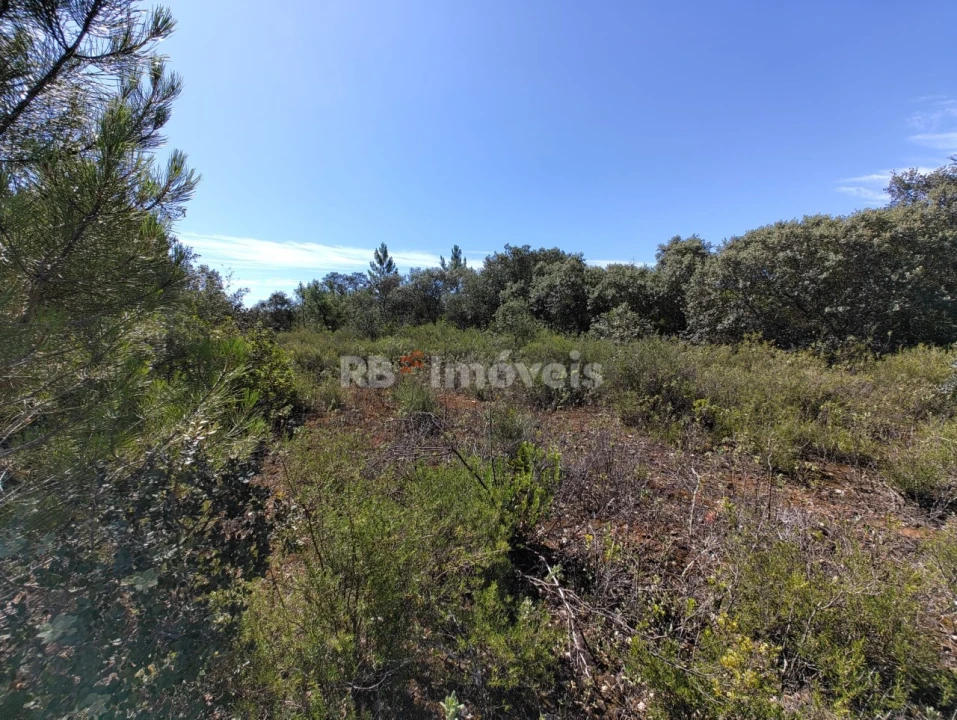 Terreno Agricola ou Rústico para Venda em Zibreira Foto 8