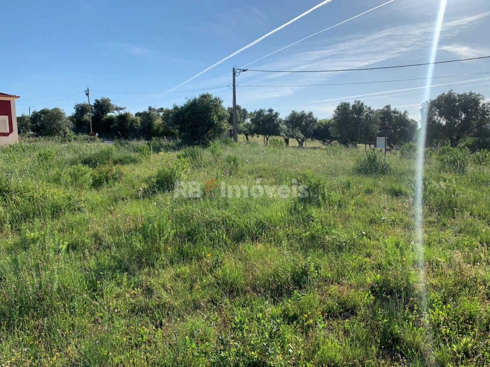 Terreno Agricola ou Rústico para Venda em Torres Novas (São Pedro), Lapas e Ribeira Branca Foto 6