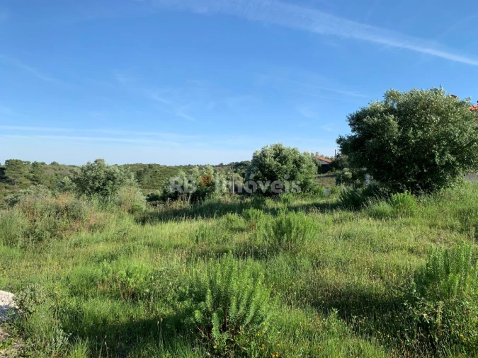 Terreno Agricola ou Rústico para Venda em Torres Novas (São Pedro), Lapas e Ribeira Branca Foto 5