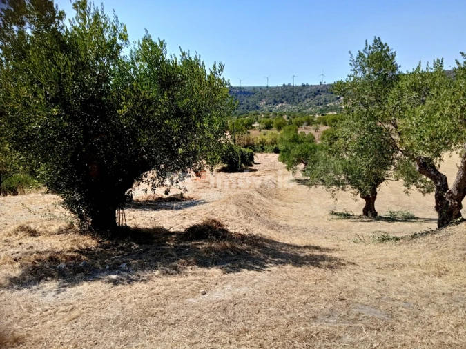 Terreno para Venda em Chancelaria Foto 3