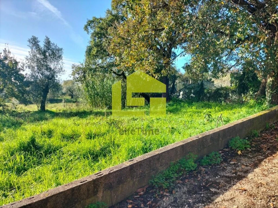 Terreno para Venda em São Martinho de Árvore e Lamarosa Foto 5