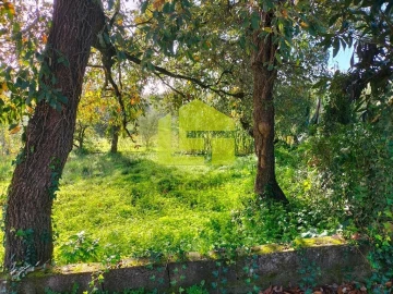 Terreno para Venda em São Martinho de Árvore e Lamarosa
