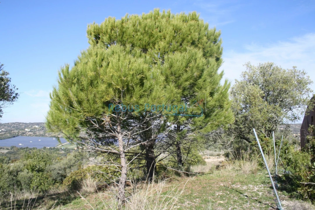 Terreno Misto para Venda em Santa Barbara de Nexe Foto 17