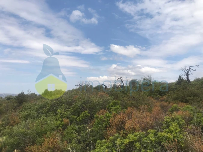Terreno Agricola ou Rústico para Venda em Loule (São Sebastião) Foto 8