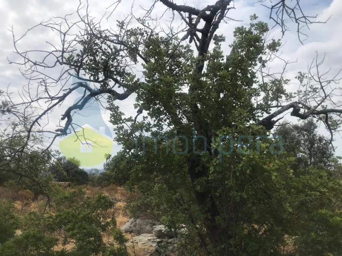 Terreno Agricola ou Rústico para Venda em Loule (São Sebastião) Foto 5