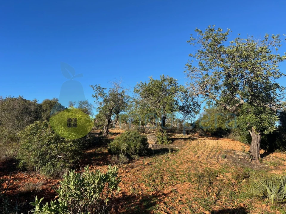 Terreno Agricola ou Rústico para Venda em Boliqueime Foto 10
