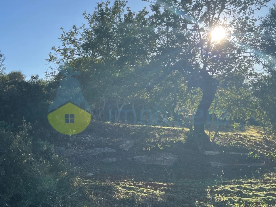 Terreno Agricola ou Rústico para Venda em Boliqueime Foto 13