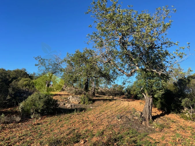 Terreno Agricola ou Rústico para Venda em Boliqueime
