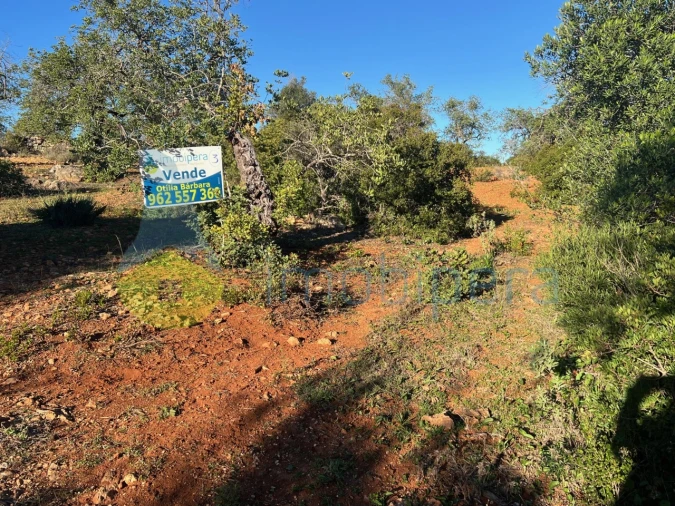 Terreno Agricola ou Rústico para Venda em Boliqueime Foto 6