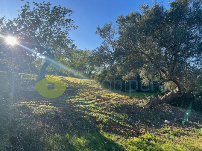 Terreno Agricola ou Rústico para Venda em Boliqueime Foto 4