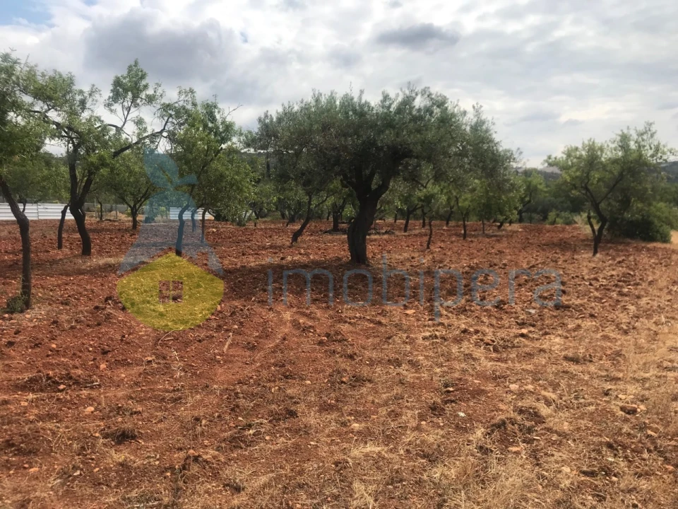 Terreno Agricola ou Rústico para Venda em Boliqueime Foto 11