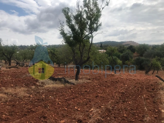 Terreno Agricola ou Rústico para Venda em Boliqueime Foto 10