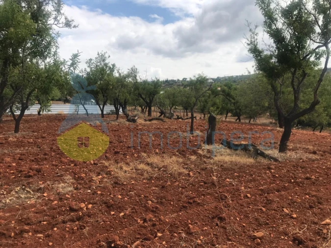 Terreno Agricola ou Rústico para Venda em Boliqueime Foto 12