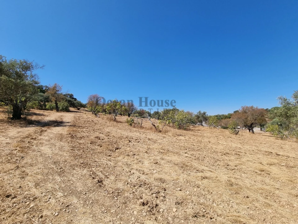 Terreno Agricola ou Rústico para Venda em Santa Barbara de Nexe Foto 2