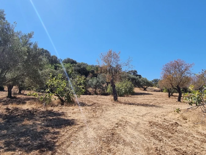 Terreno Agricola ou Rústico para Venda em Santa Barbara de Nexe Foto 8