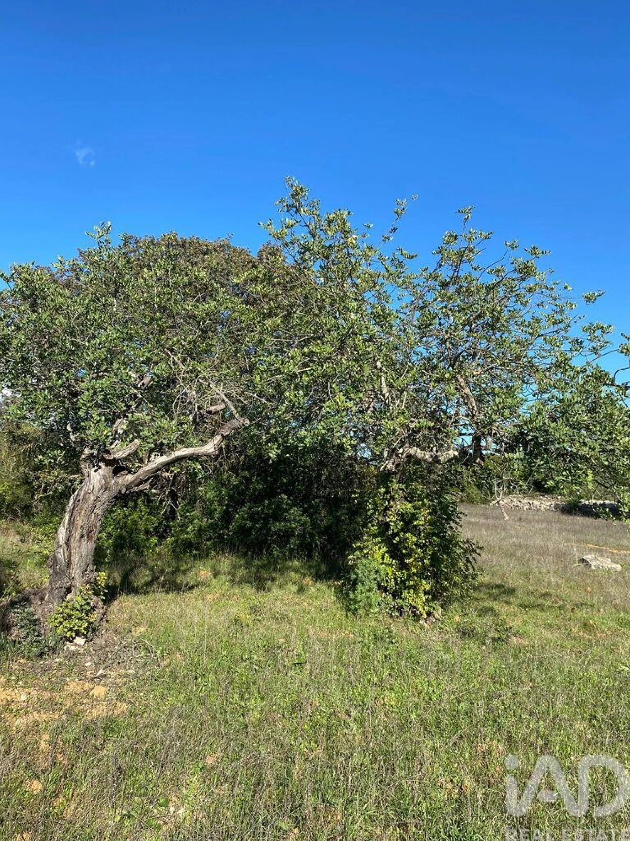 Terreno para Venda em São Brás de Alportel Foto 4