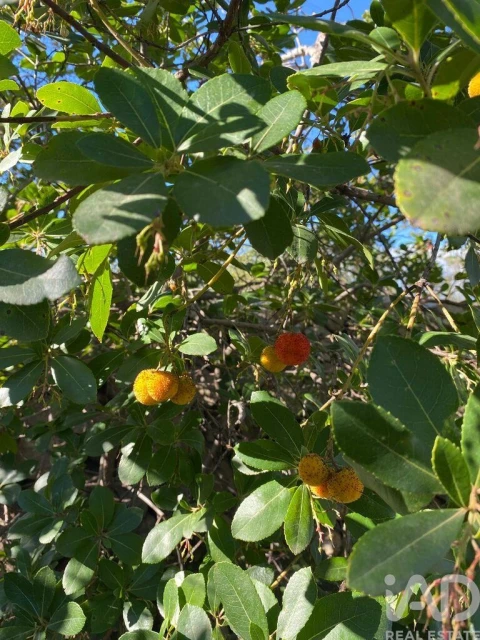 Terreno para Venda em São Brás de Alportel