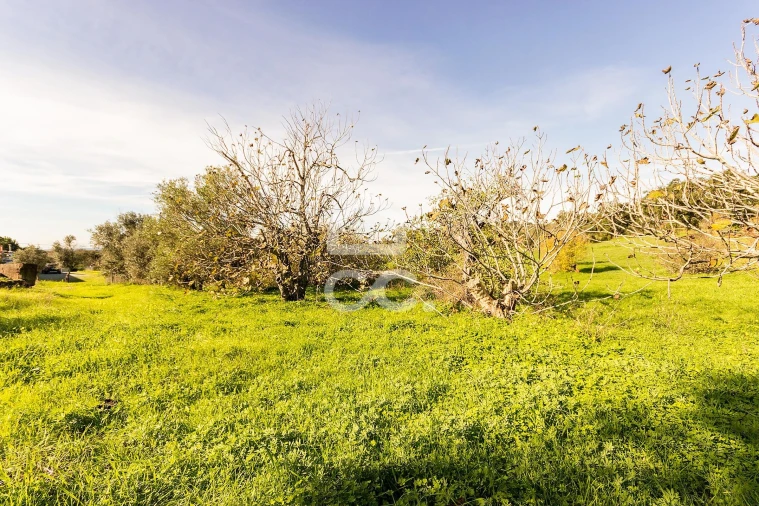 Quinta T6 para Venda em Santiago do Escoural Foto 77