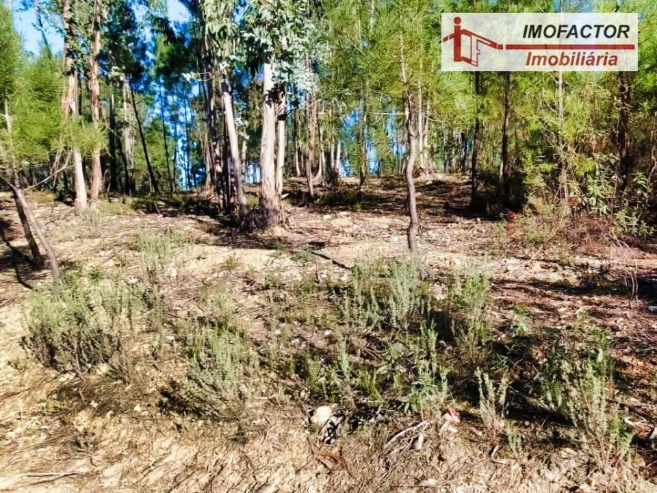 Terreno para Venda em Santo Andre das Tojeiras Foto 7