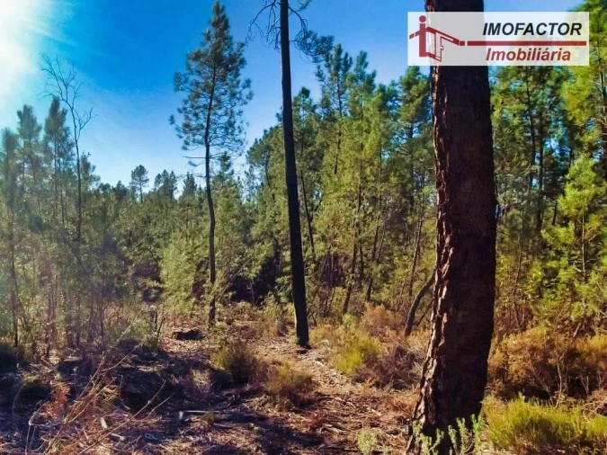 Terreno para Venda em Santo Andre das Tojeiras Foto 8