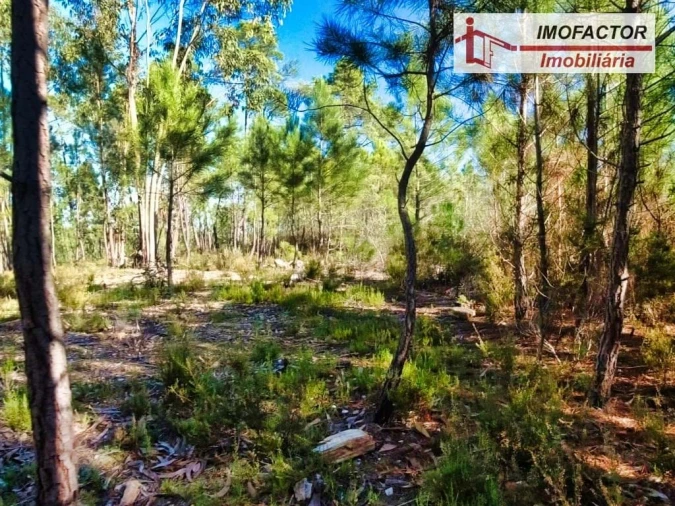 Terreno para Venda em Santo Andre das Tojeiras Foto 5