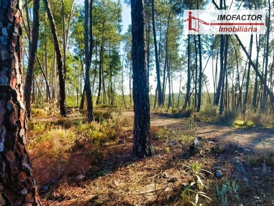 Terreno para Venda em Santo Andre das Tojeiras Foto 11