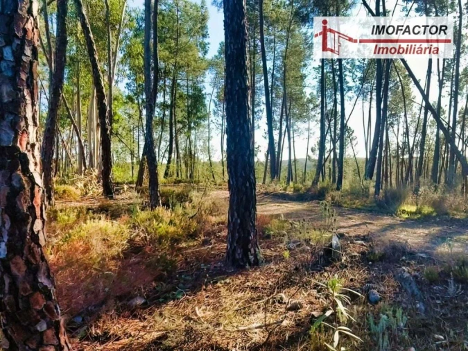 Terreno para Venda em Santo Andre das Tojeiras Foto 11