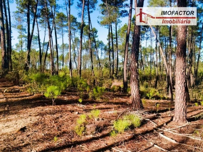 Terreno para Venda em Santo Andre das Tojeiras Foto 12