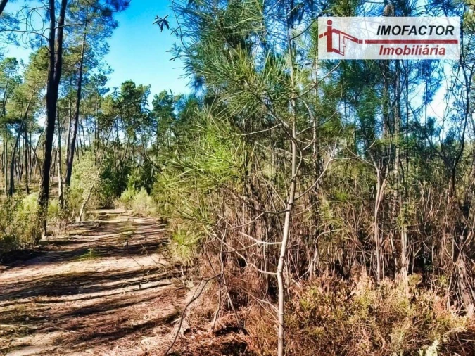 Terreno para Venda em Santo Andre das Tojeiras Foto 10