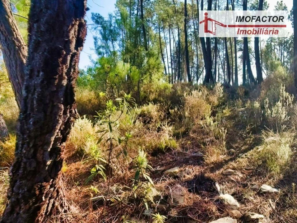 Terreno para Venda em Santo Andre das Tojeiras Foto 9