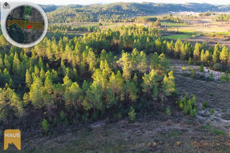 Terreno Agricola ou Rústico para Venda em Freixial e Juncal do Campo Foto 8