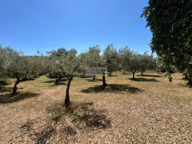 Quinta para Venda em Agrobom, Saldonha e Vale Pereiro Foto 16
