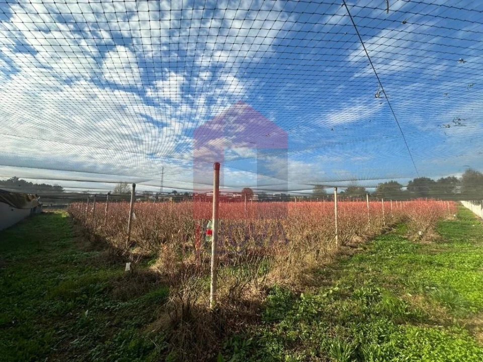 Terreno para Venda em Turiz Foto 12
