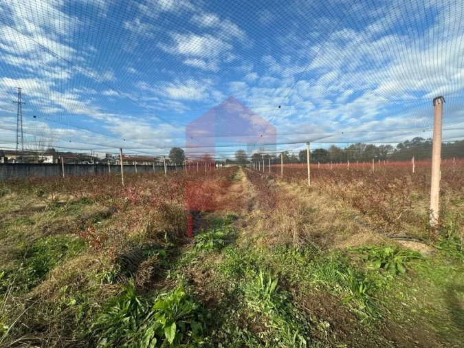 Terreno para Venda em Turiz Foto 2