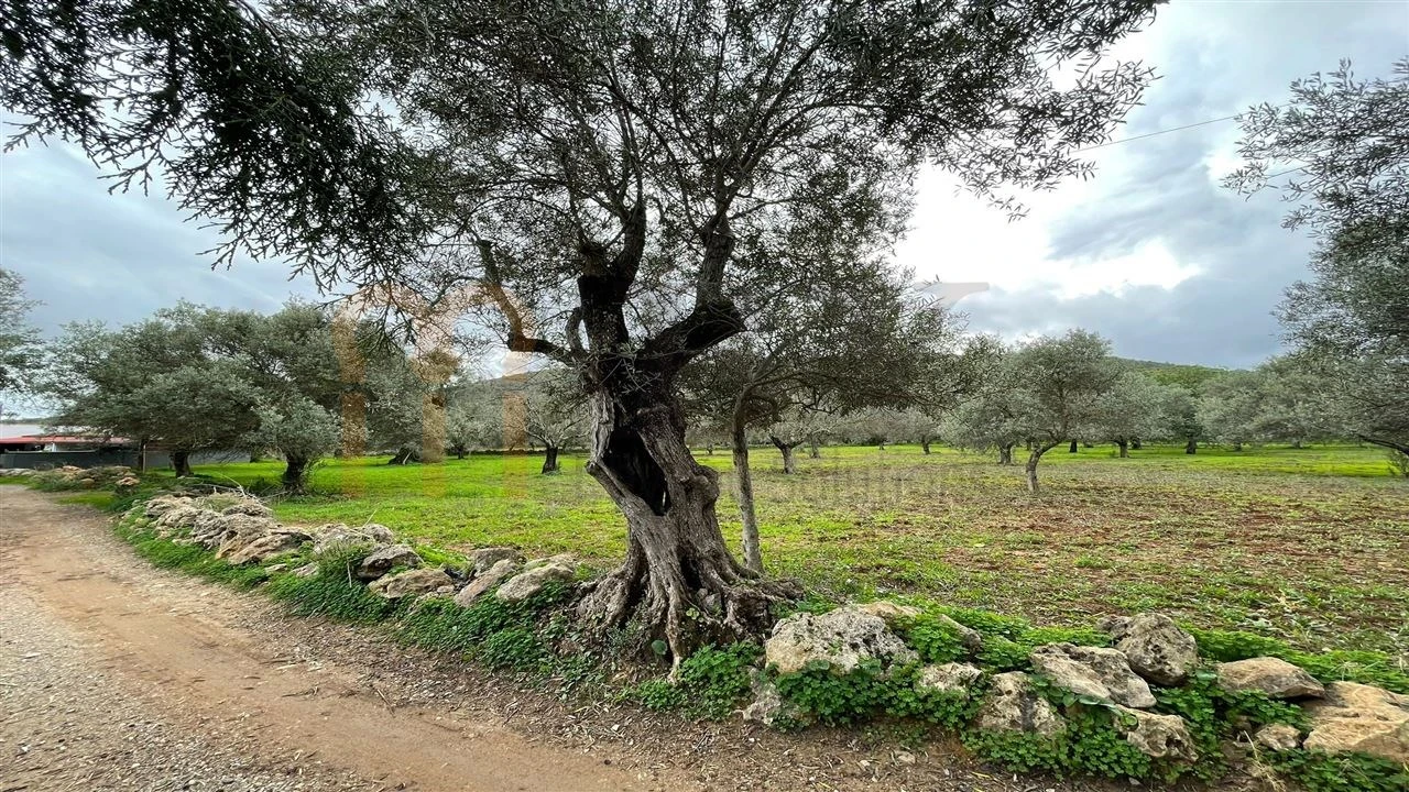 Quinta para Venda em Moncarapacho e Fuseta Foto 16