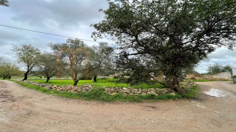 Quinta para Venda em Moncarapacho e Fuseta Foto 12