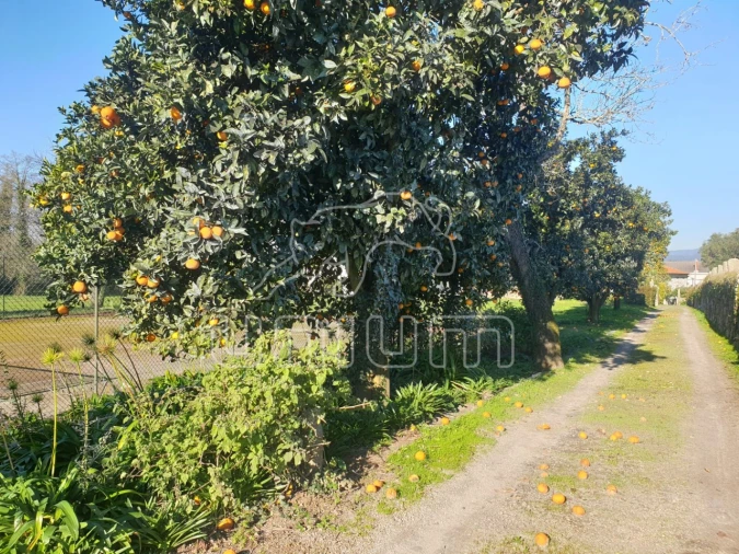 Quinta T11 para Venda em Vila Franca Foto 5