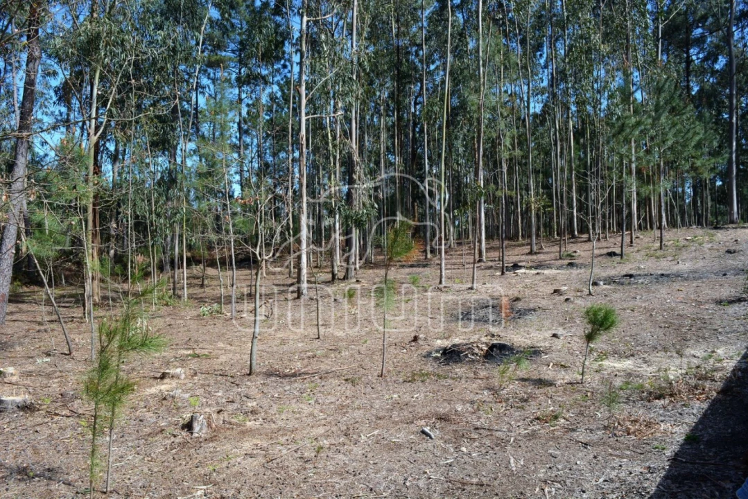 Terreno para Venda em Ardegão, Freixo e Mato Foto 3